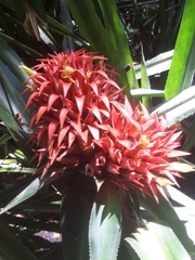 Aechmea magdalenae image