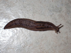 Ambigolimax valentianus