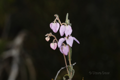 Thomasia petalocalyx