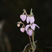 Guichenotia micrantha - Photo (c) Steve Dew,  זכויות יוצרים חלקיות (CC BY-NC), הועלה על ידי Steve Dew