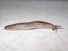 Ambigolimax valentianus