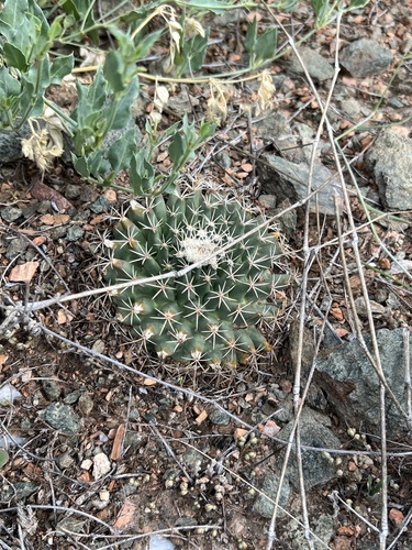 Mammillaria heyderi