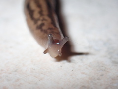 Ambigolimax valentianus