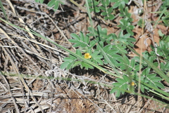 Kallstroemia parviflora