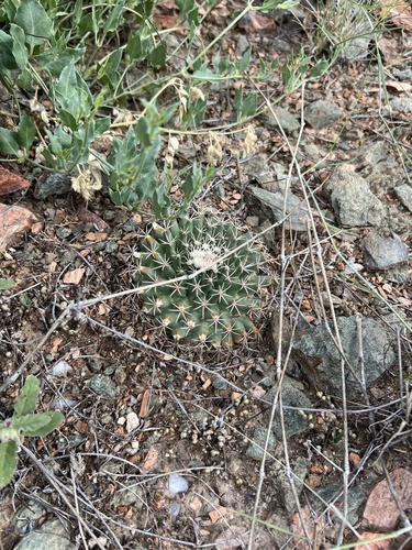 Mammillaria heyderi