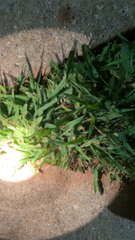 Stenotaphrum secundatum