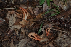 Pseudocolus fusiformis