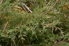 Juniperus scopulorum