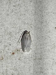 Antaeotricha albulella