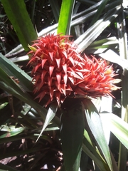 Aechmea magdalenae