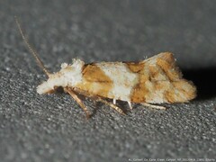 Aethes argentilimitana