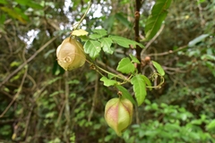 Cardiospermum corindum