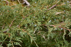 Juniperus scopulorum