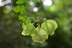 Cardiospermum corindum