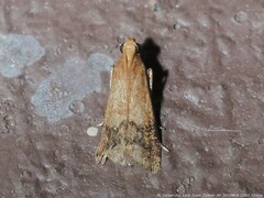 Eulogia ochrifrontella