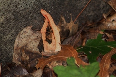 Pseudocolus fusiformis