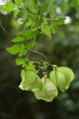 Cardiospermum corindum