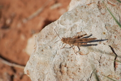 Spharagemon cristatum