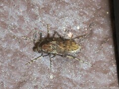 Chaoborus punctipennis