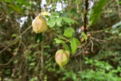 Cardiospermum corindum