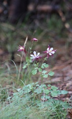 Aquilegia