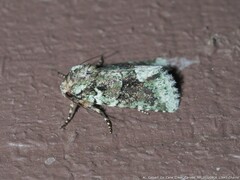 Lacinipolia explicata