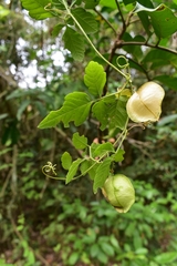 Cardiospermum corindum