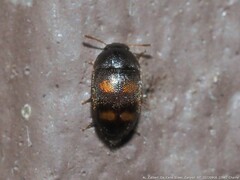 Litargus tetraspilotus