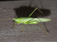 Neoconocephalus retusus