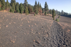 Eriogonum umbellatum modocense