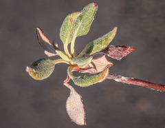 Eriogonum umbellatum modocense