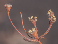 Eriogonum umbellatum modocense