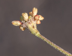 Eriogonum umbellatum modocense