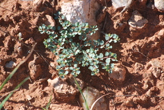Euphorbia fendleri