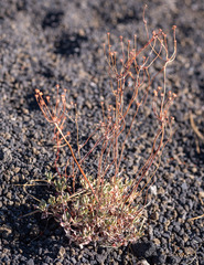 Eriogonum umbellatum modocense