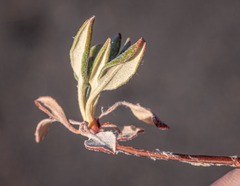 Eriogonum umbellatum modocense