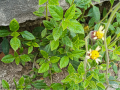 Tridax procumbens