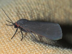 Virbia laeta