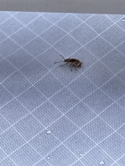 Pseudoedophrys hilleri
