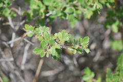 Rhus trilobata