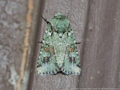 Lacinipolia laudabilis