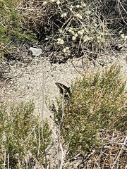 Papilio polyxenes rudkini