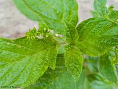 Heliotropium angiospermum