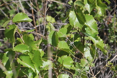 Vitis acerifolia
