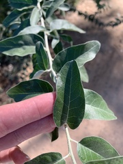 Elaeagnus angustifolia