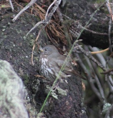 Passerella iliaca