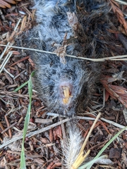 Rodentia