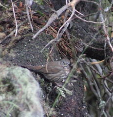 Passerella iliaca