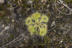 Drosera glanduligera
