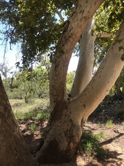 Platanus wrightii